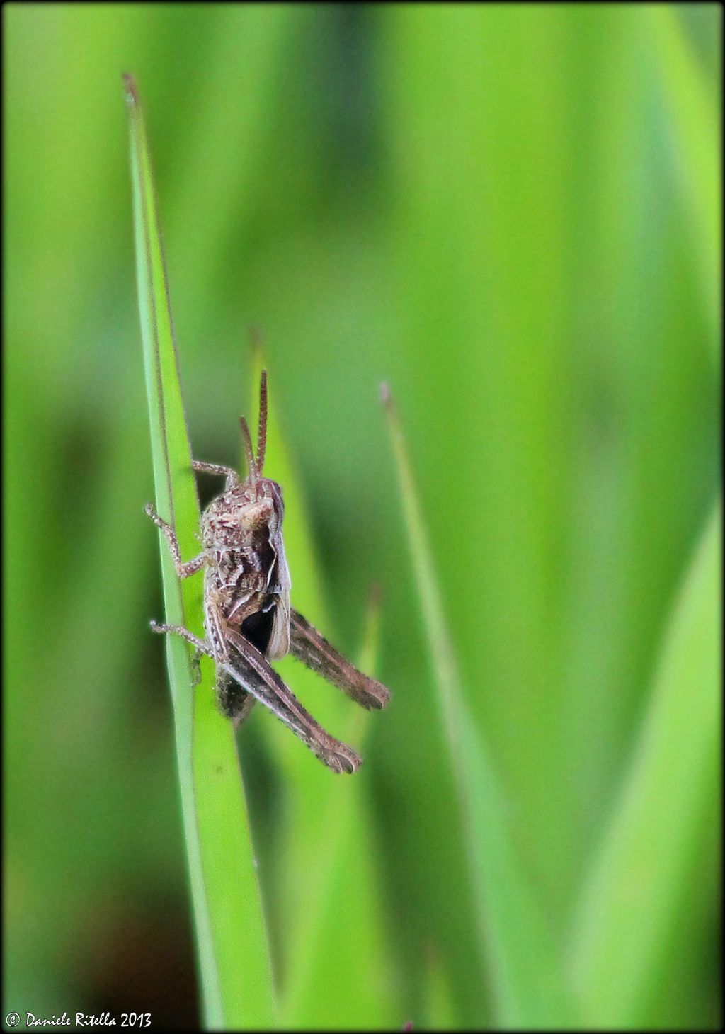 Giovane Acrididae:  Chorthippus (Glyptobothrus) sp.